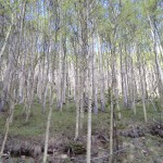 Colorado-Camp-Hale-Nova-Guides-Mobloggy-Scenary-Aspen-Trees-Jeep-Tour